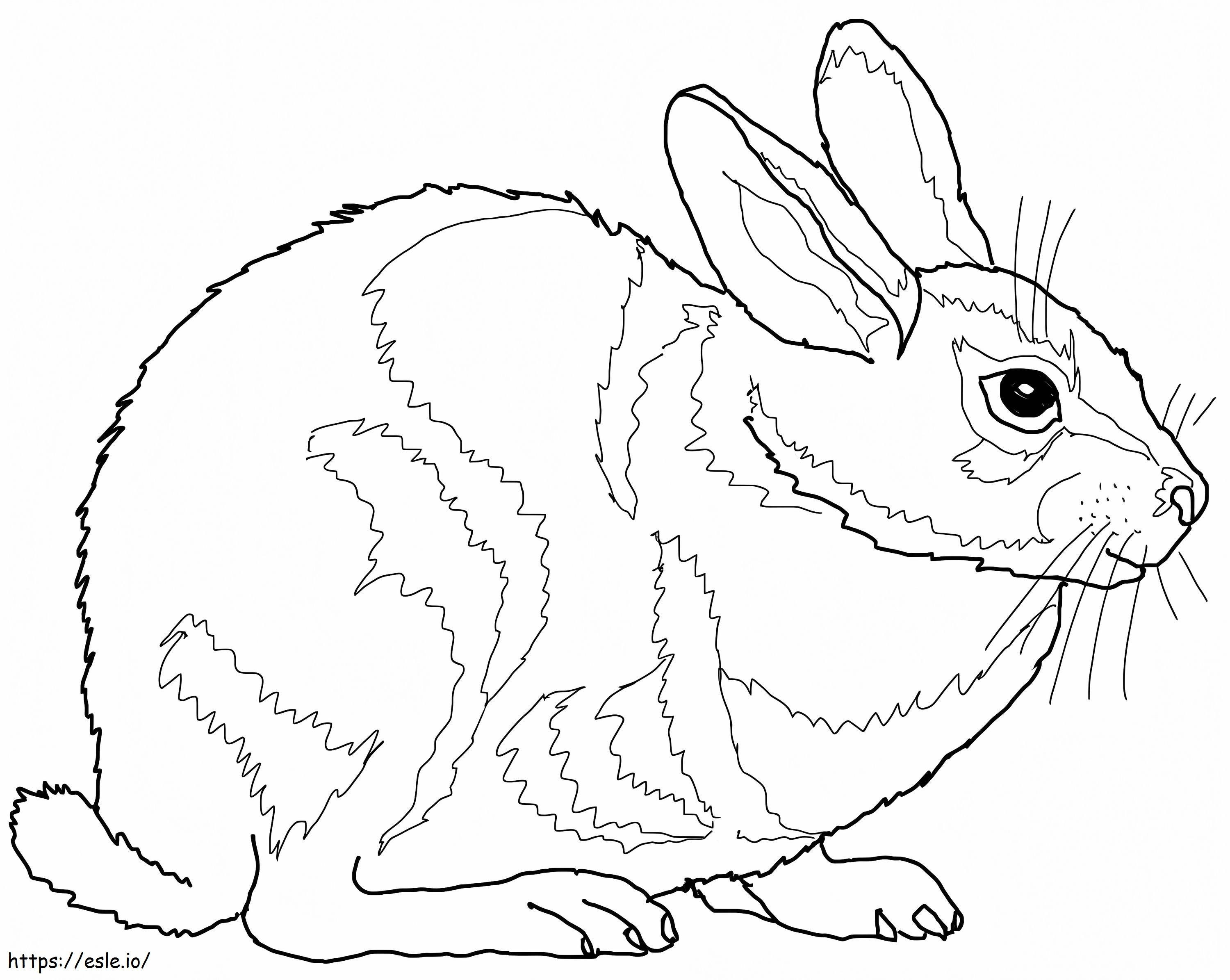 Conejo de cola de algodón para colorear