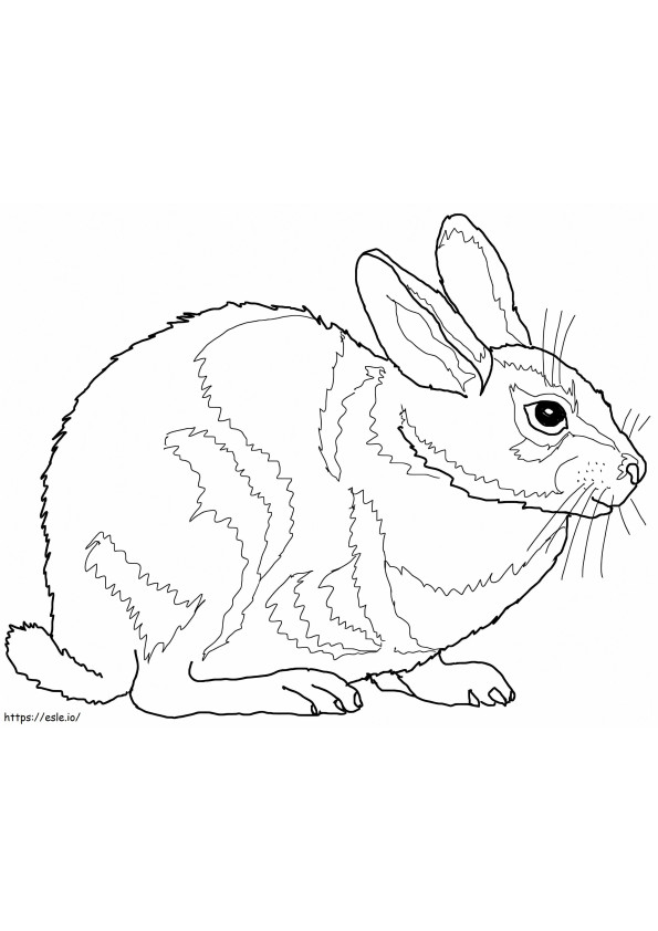 Conejo de cola de algodón para colorear