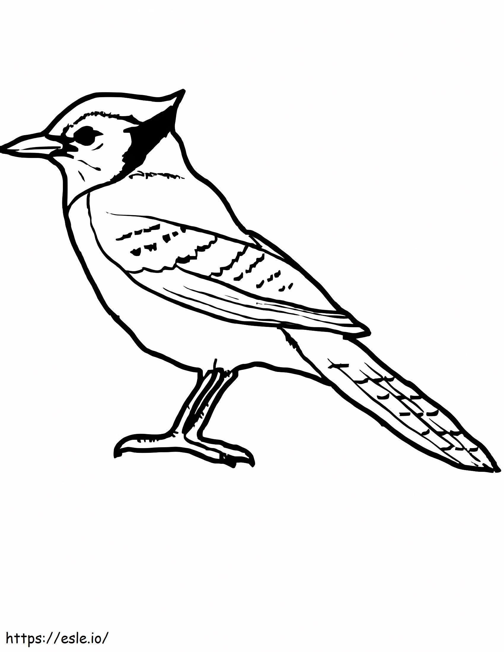 Coloriage L'oiseau parfait de Jay à imprimer dessin