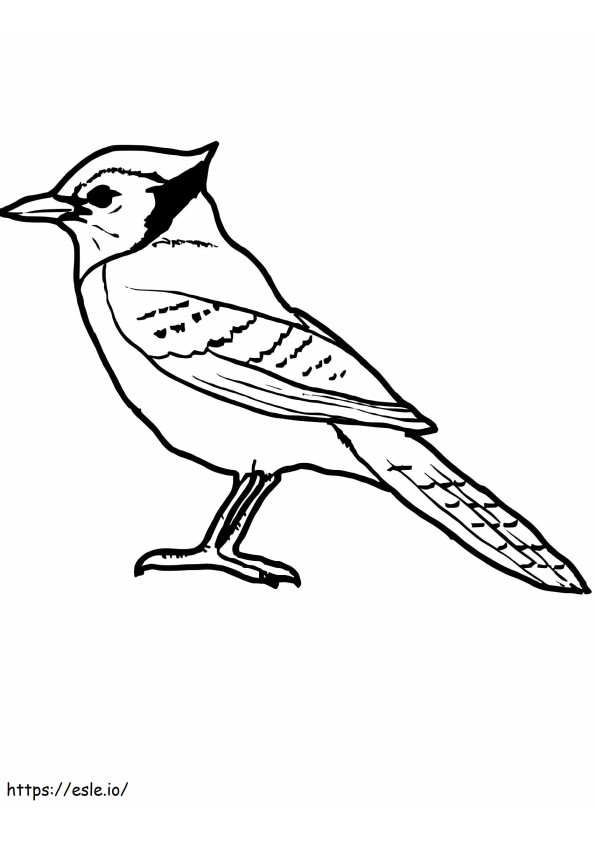 Doskonały ptak Jaya kolorowanka