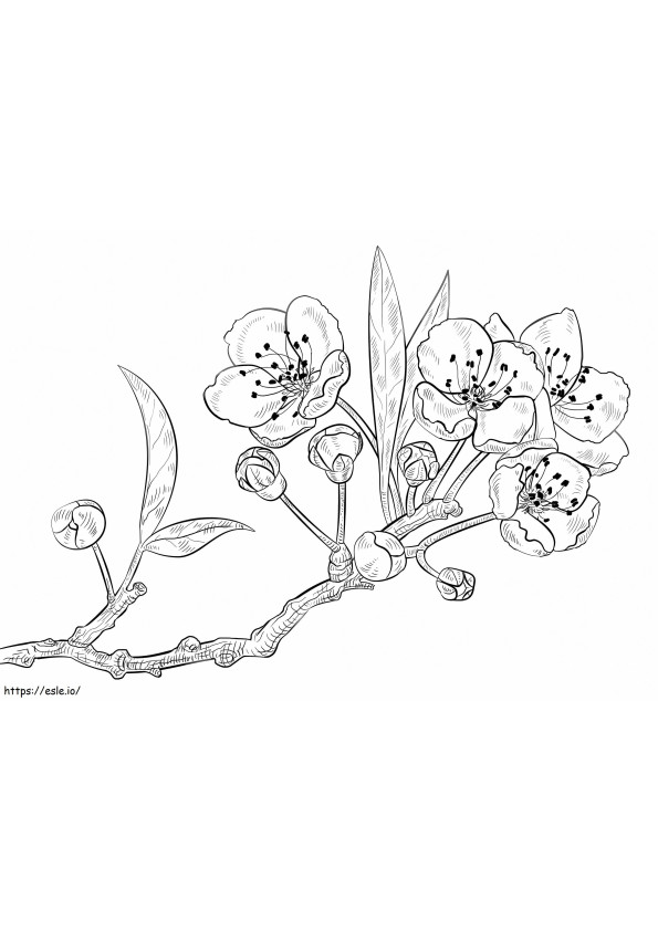 Cherry Blossoms coloring page