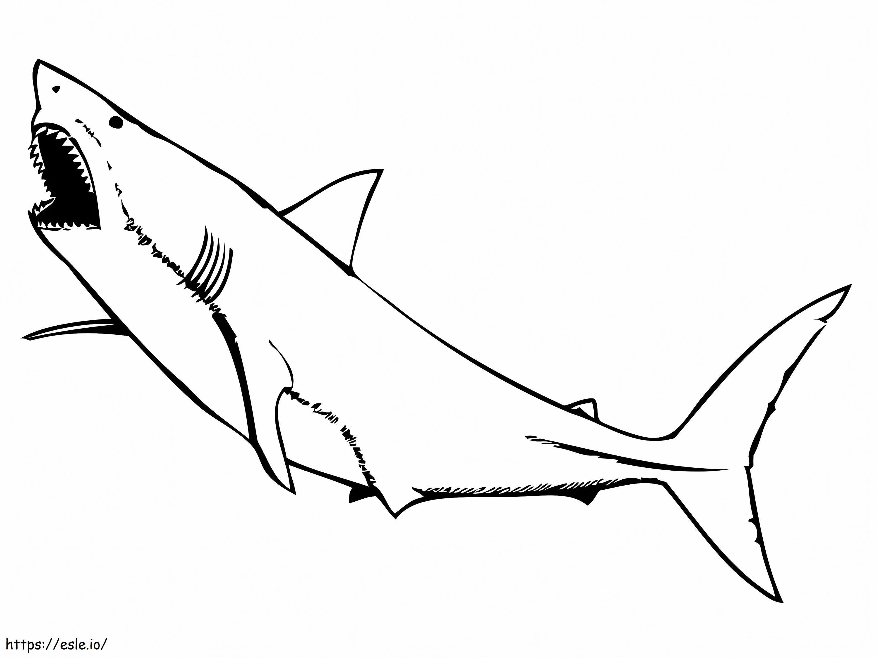 Grote witte haai kleurplaat kleurplaat