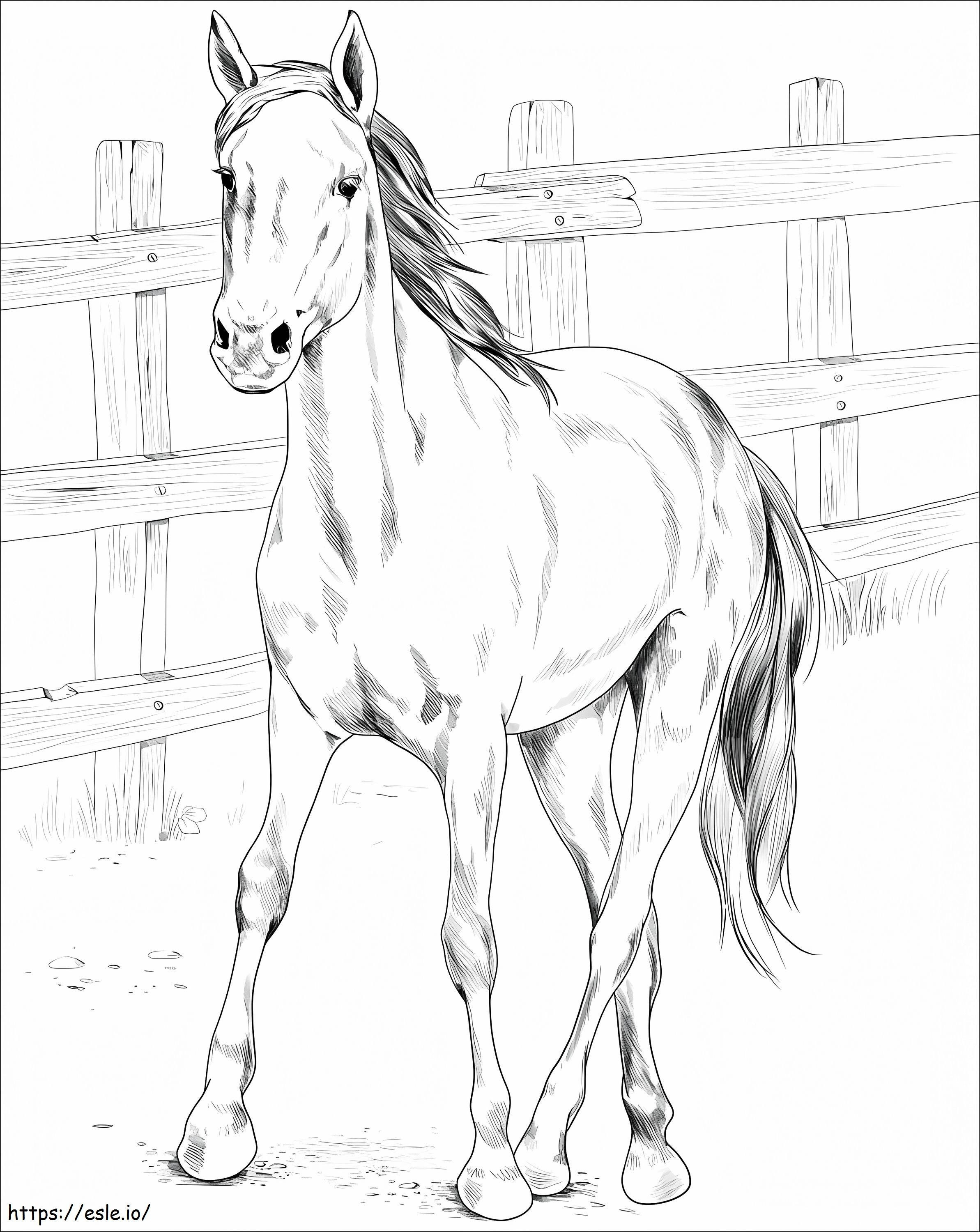 Kiger Mustang Horse coloring page
