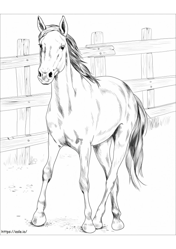 Kiger Mustang ló kifestő