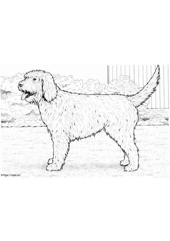 Chien Cockapoo