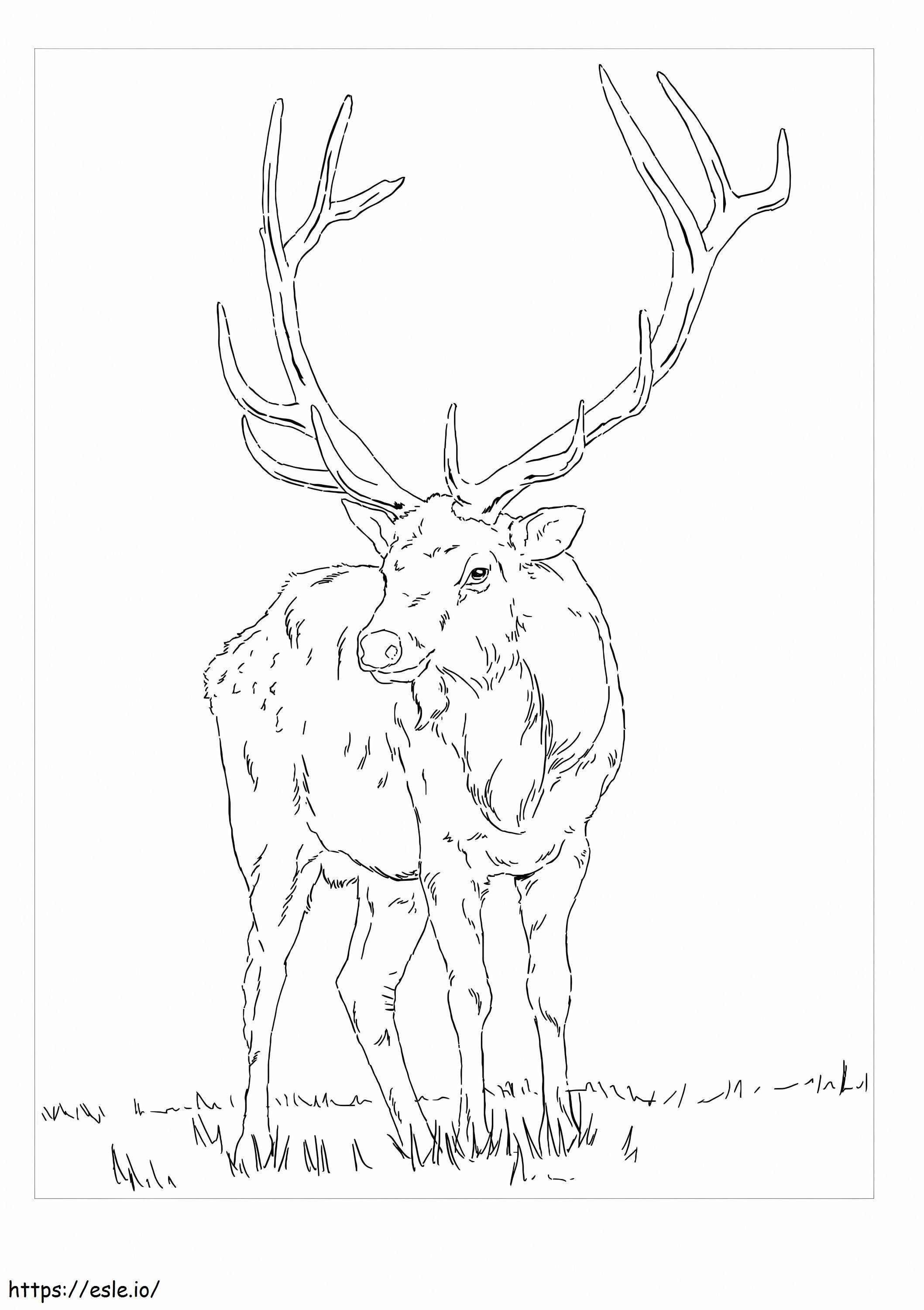 Regular Moose coloring page