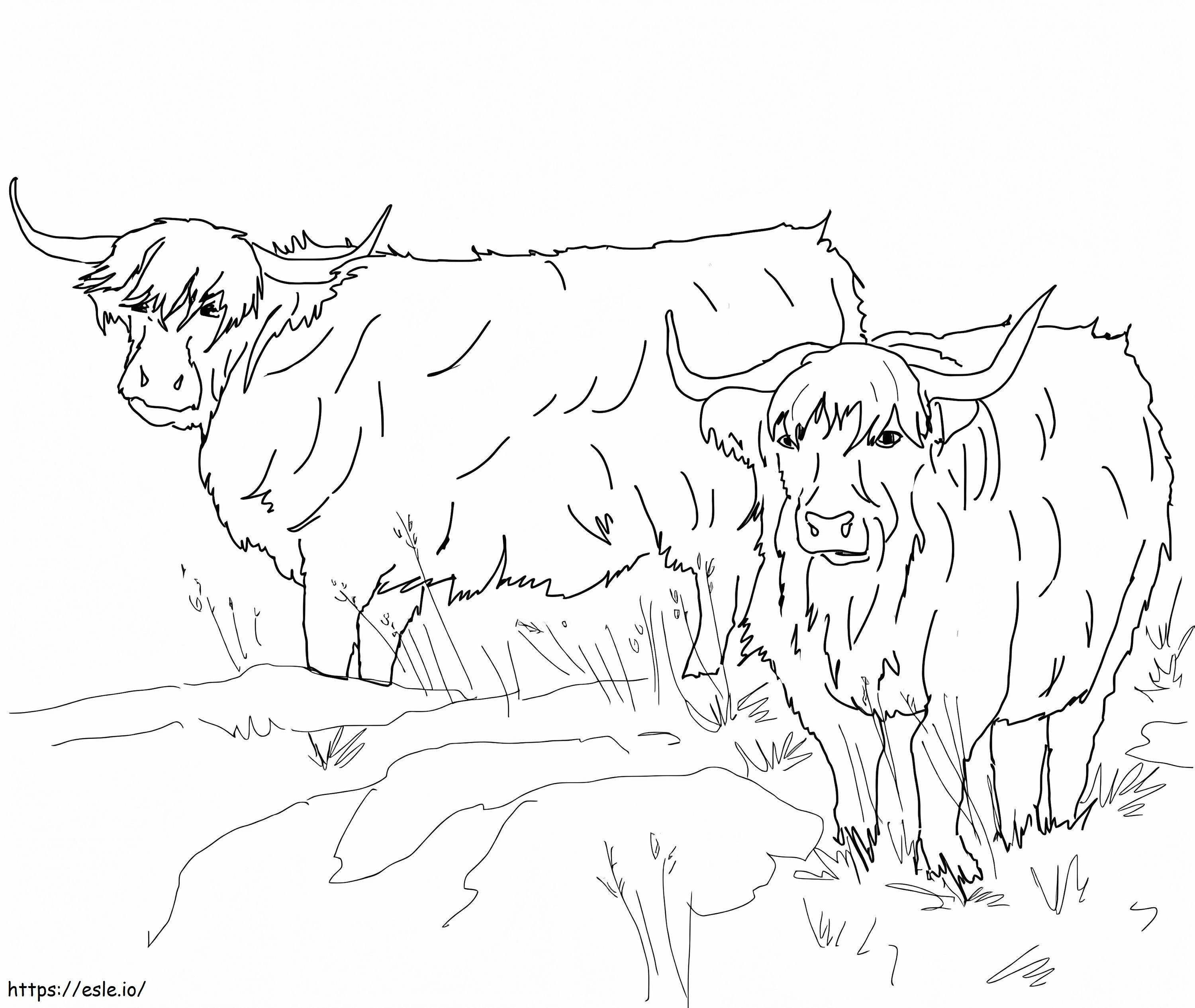 スコットランドのハイランド牛 1 ぬりえ - 塗り絵