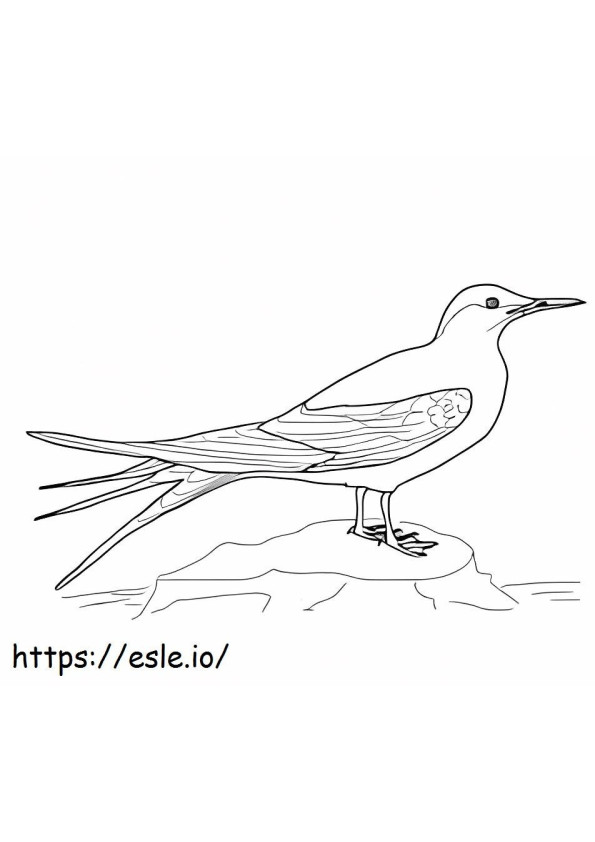 Coloriage Oiseau canari 1 à imprimer dessin