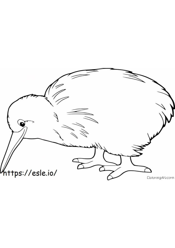 Kiwi oiseau normal