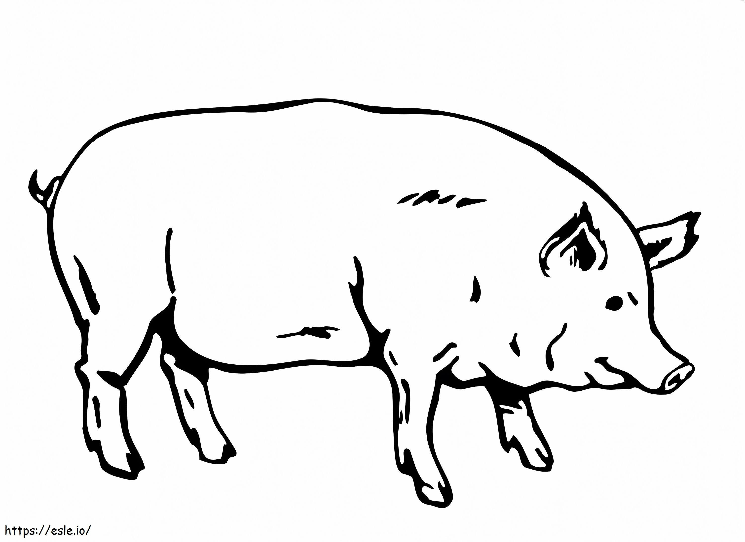 Lihava sika värityskuva