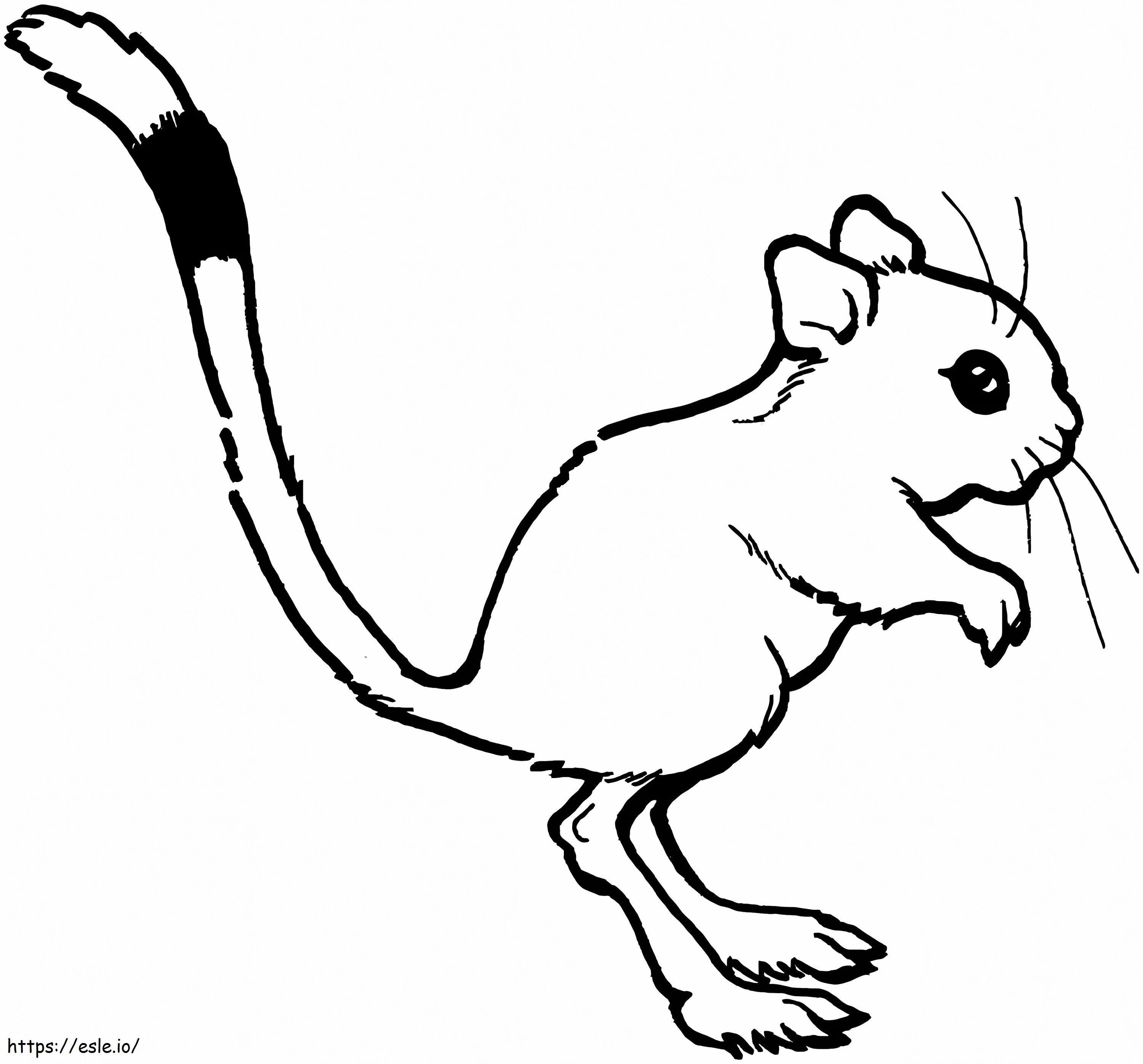 Nyomtatható Kenguru Patkány kifestő
