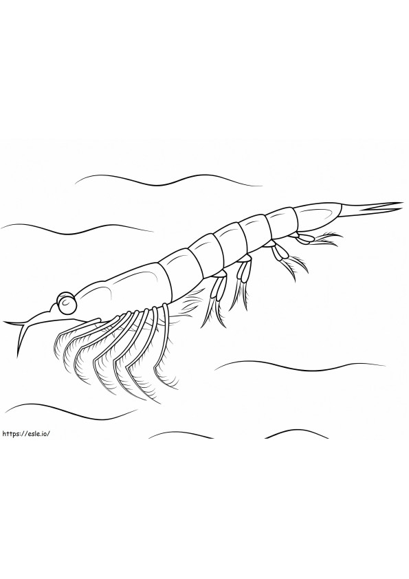 Northern Krill coloring page