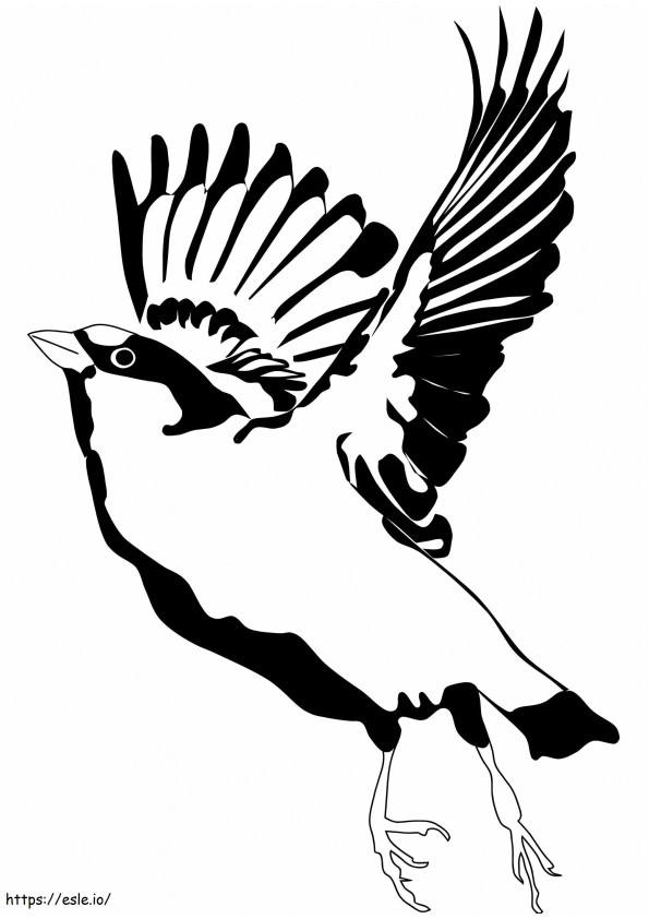 Sparrow Flying coloring page