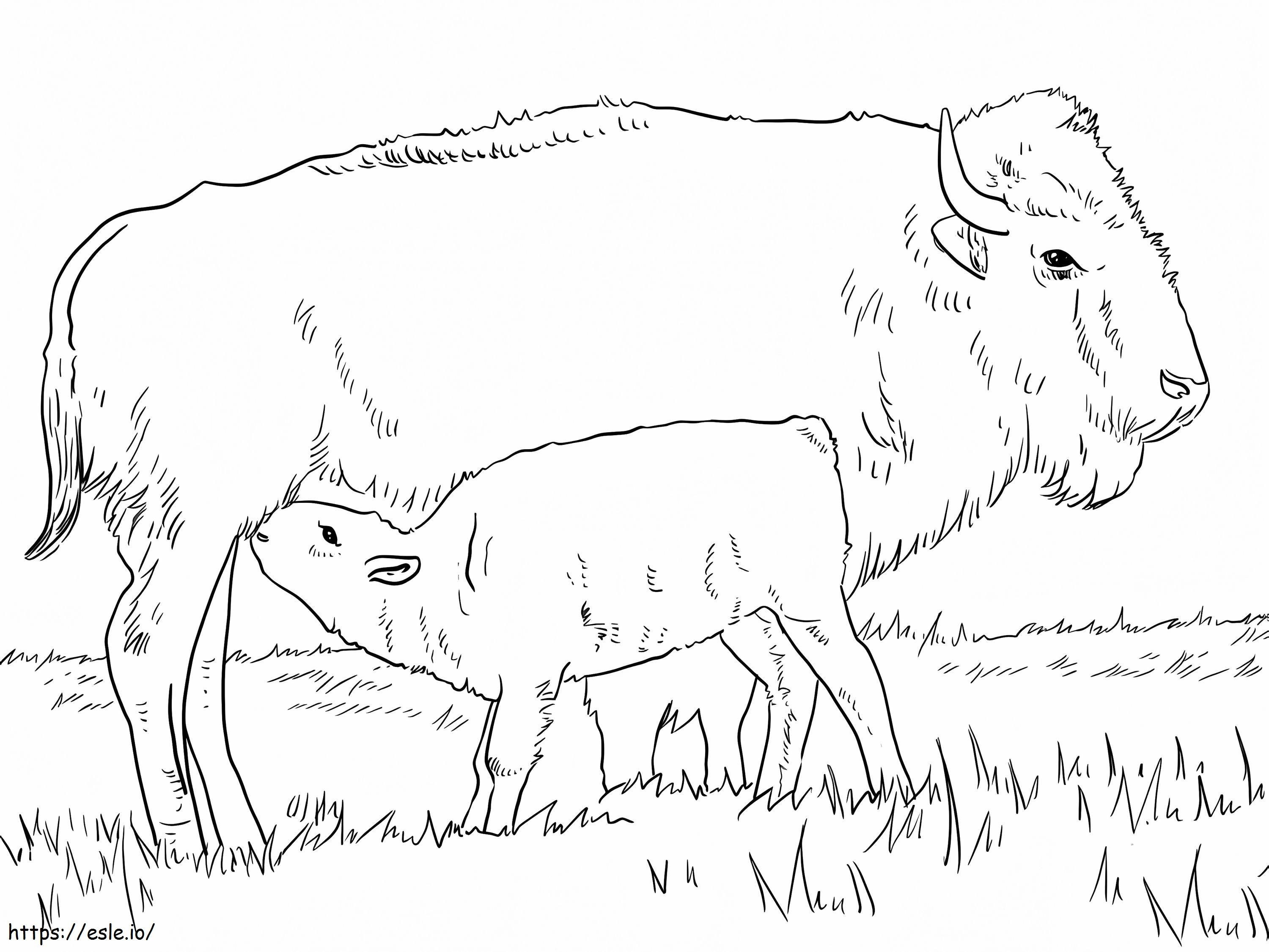 bisonte con ternero para colorear