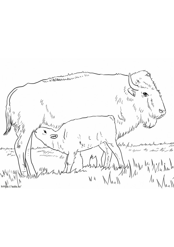 Bison mit Kalb ausmalbilder
