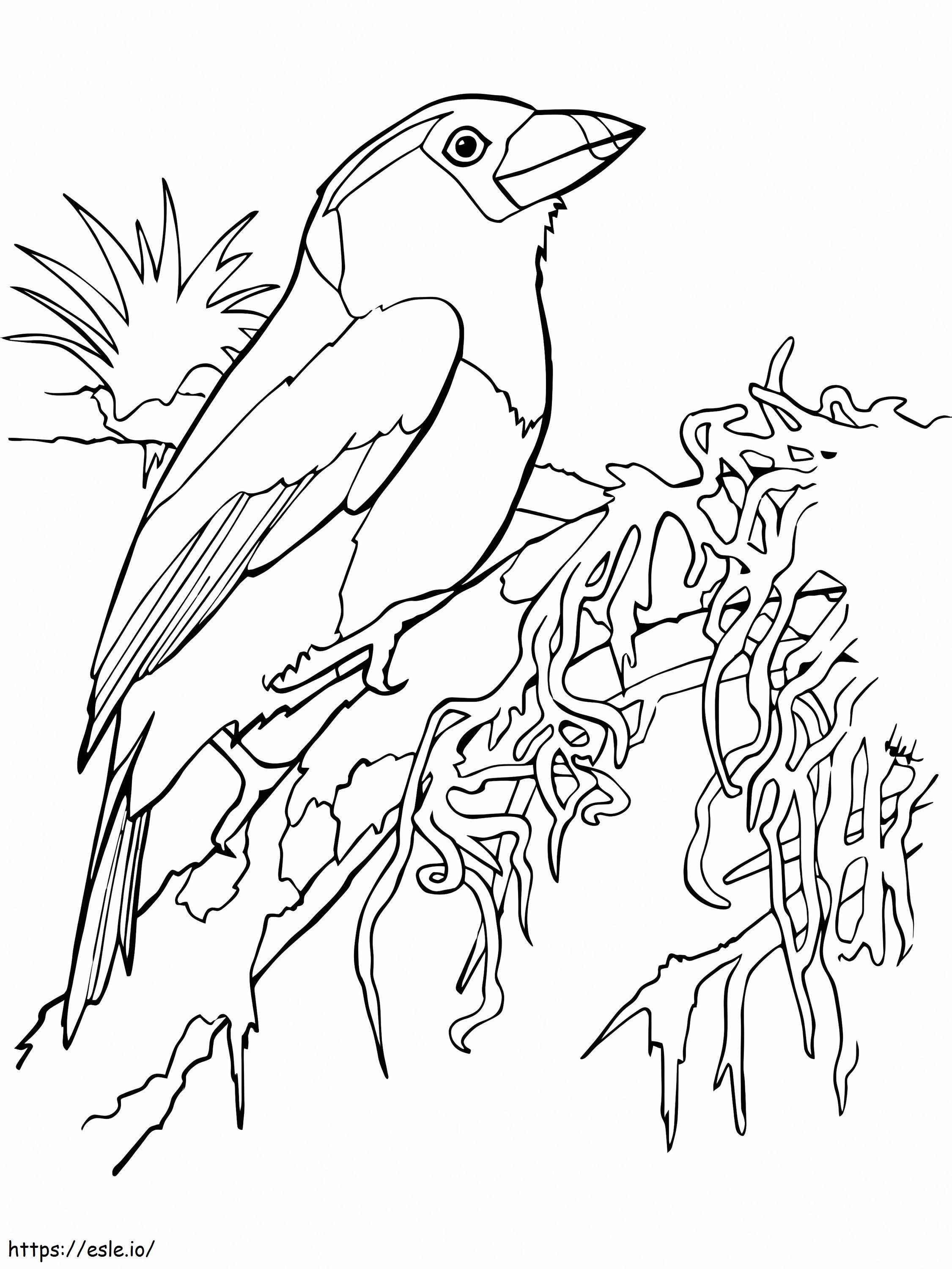 Barbet Toucan coloring page