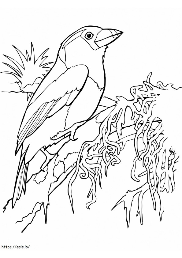 ゴシキドリオオハシ ぬりえ - 塗り絵