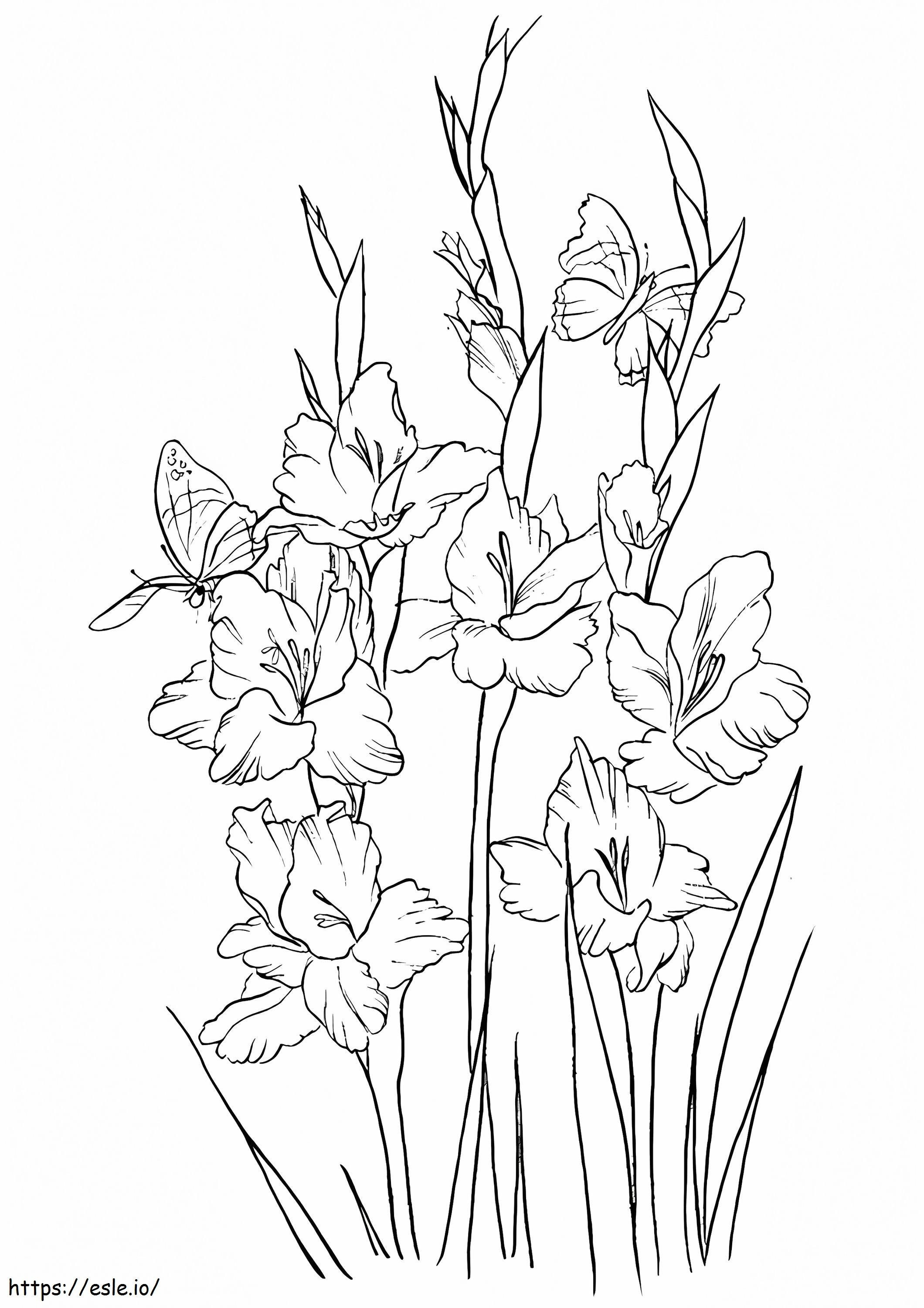  O Gladiolus A4 para colorir