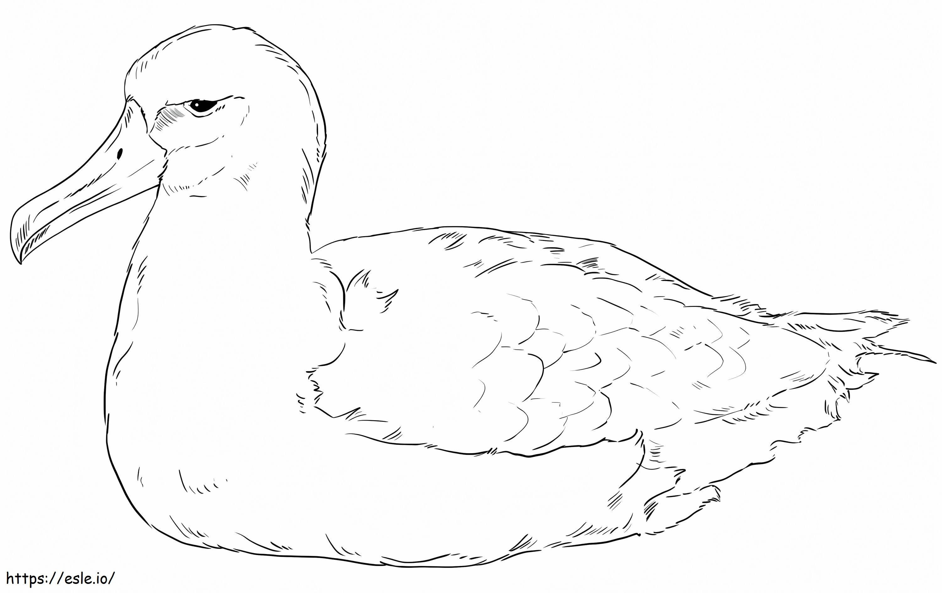 Coloriage Albatros de Laysan à imprimer dessin