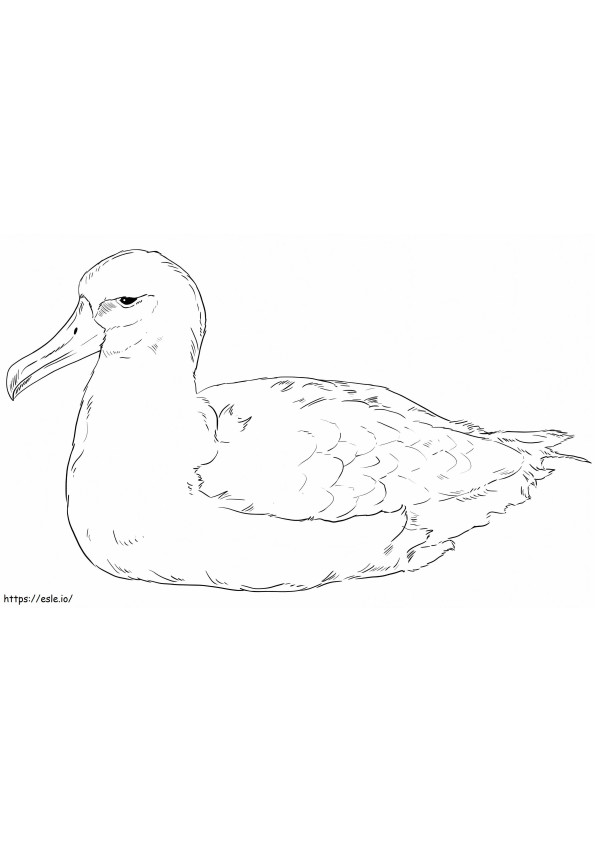 Albatros de Laysan para colorear
