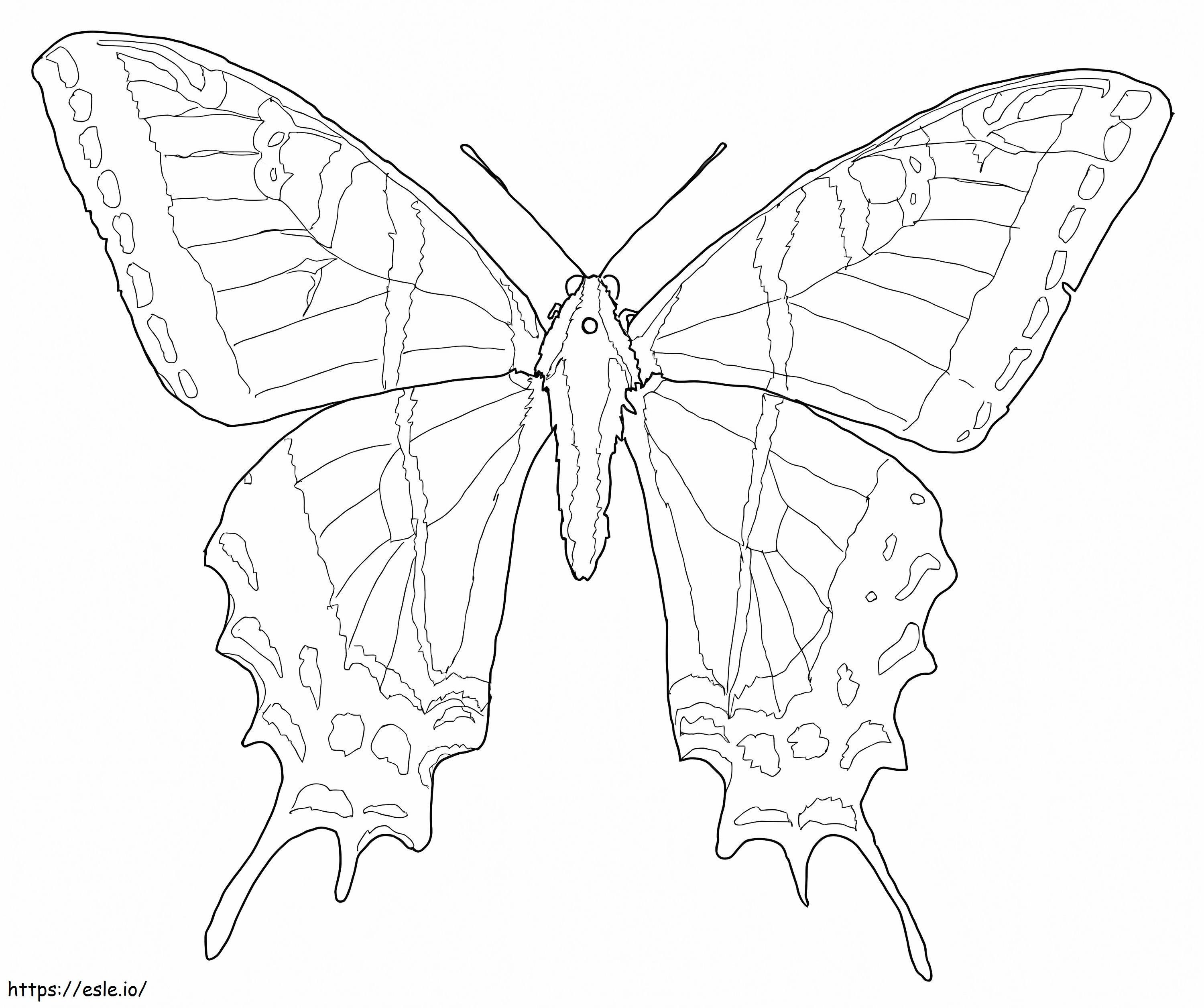 borboleta rabo de andorinha para colorir