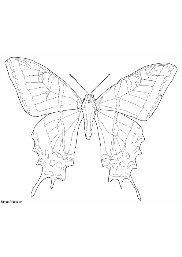 Mariposa cola de golondrina para colorear