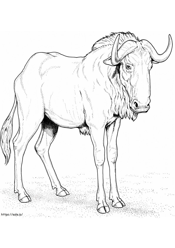 Gnou bleu sauvage