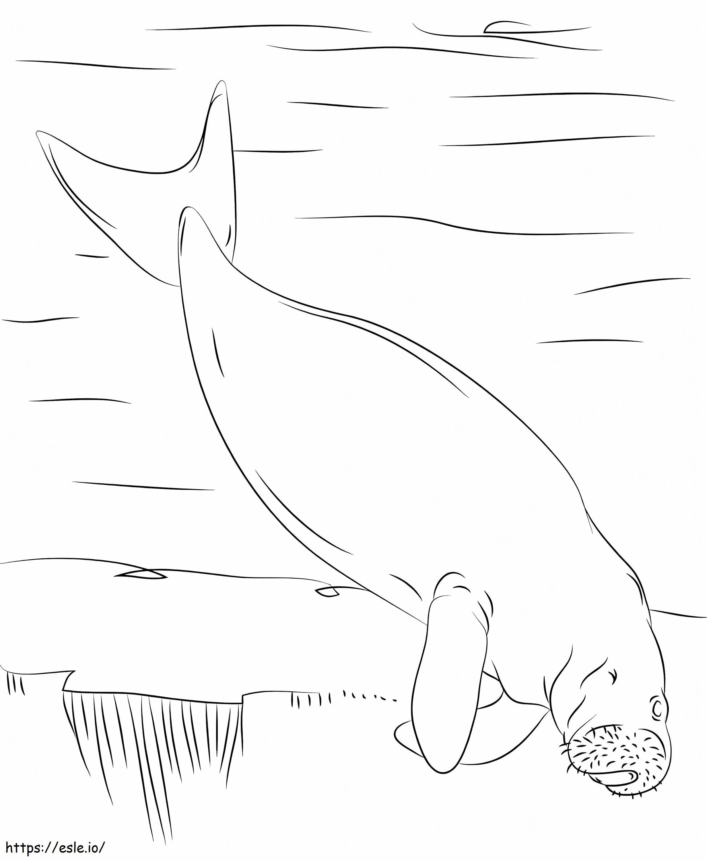 Dugongin uinti värityskuva