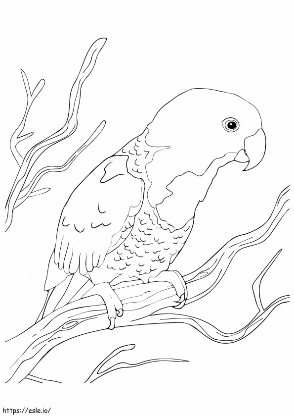  Mavi Enseli Papağan A4 boyama