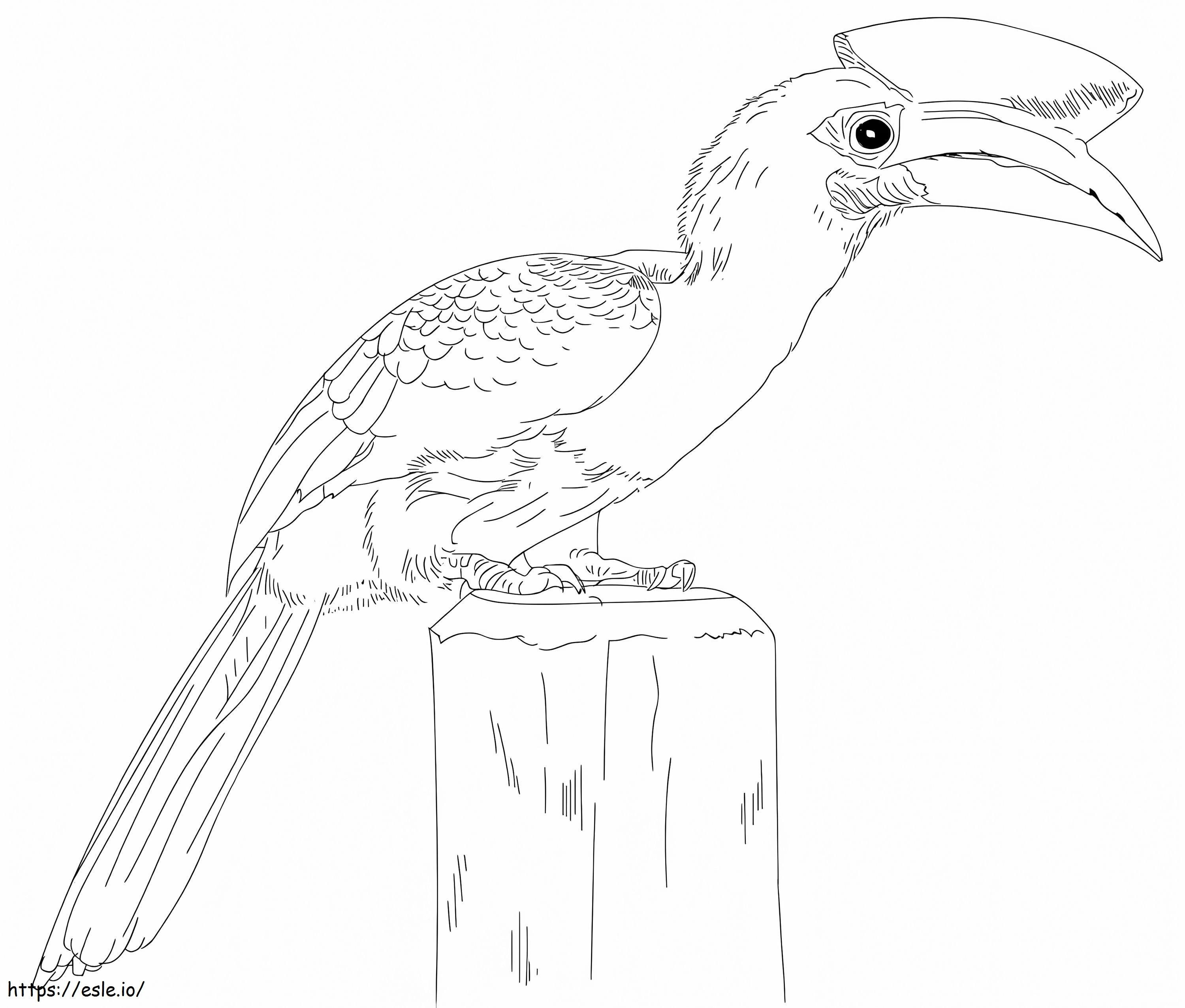 Oriental Pied Hornbill värityskuva