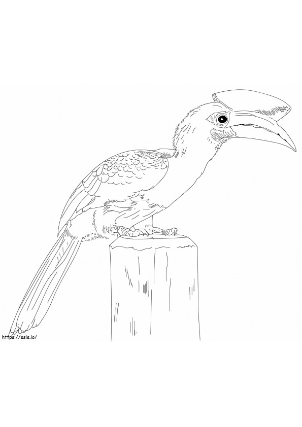 Oriental Pied Hornbill värityskuva