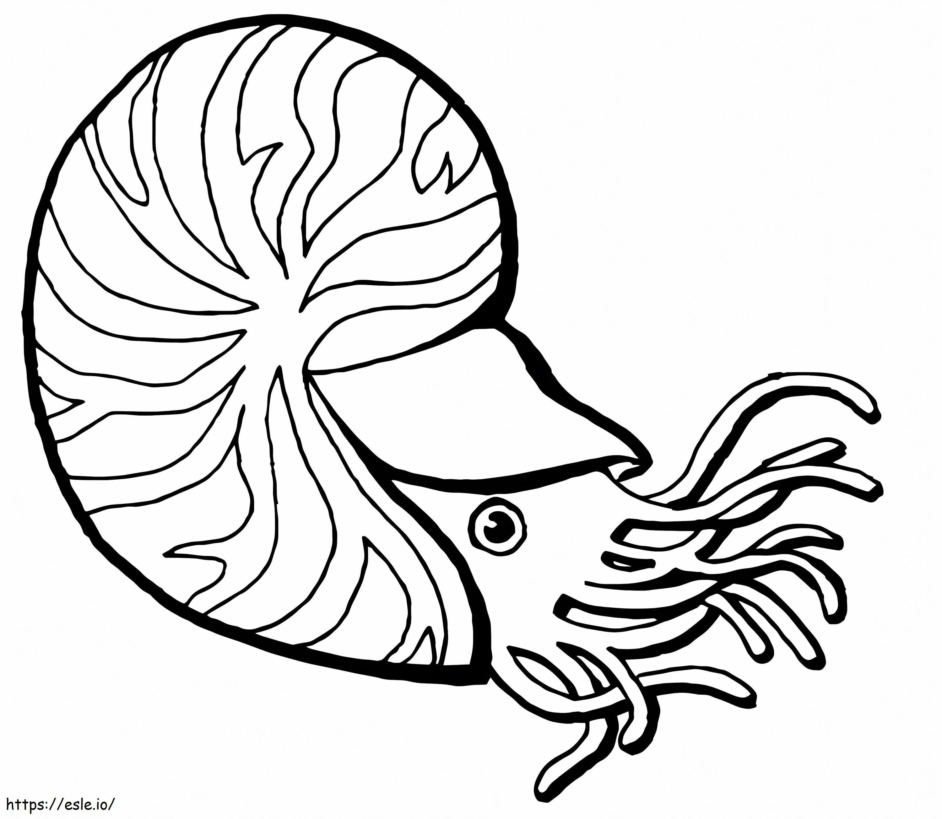 Chambered Nautilus 1 coloring page
