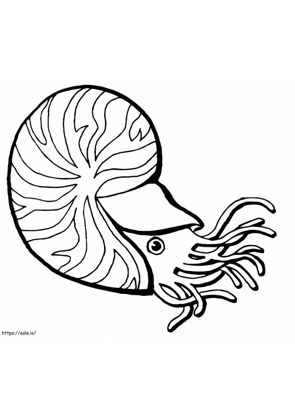 Chambered Nautilus 1 coloring page