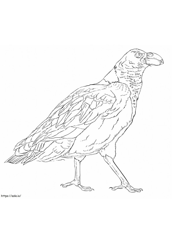 White Necked Raven coloring page