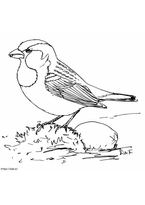Suloinen Sparrow 1 värityskuva
