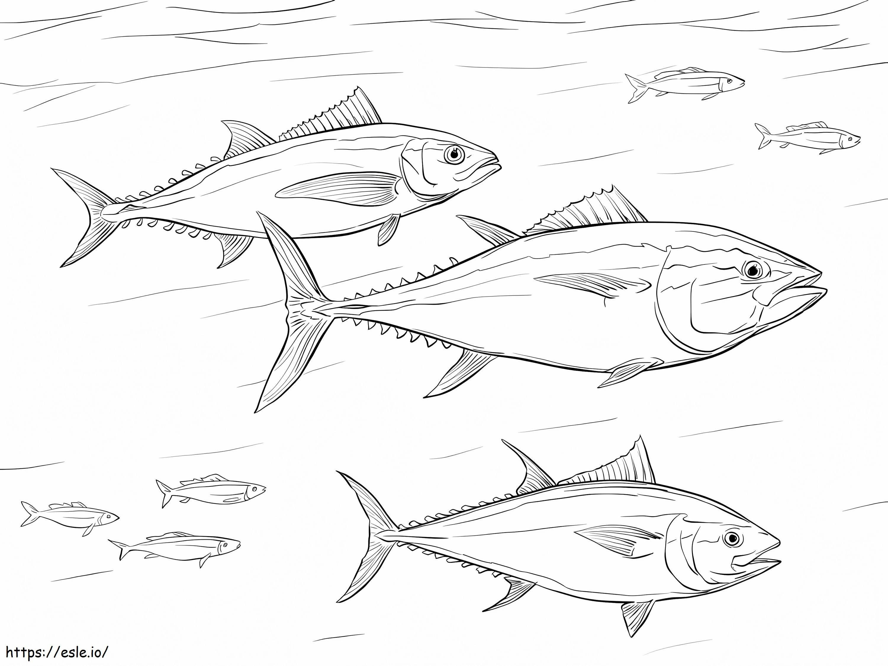 Pacific Bluefin Tuna Shoal coloring page