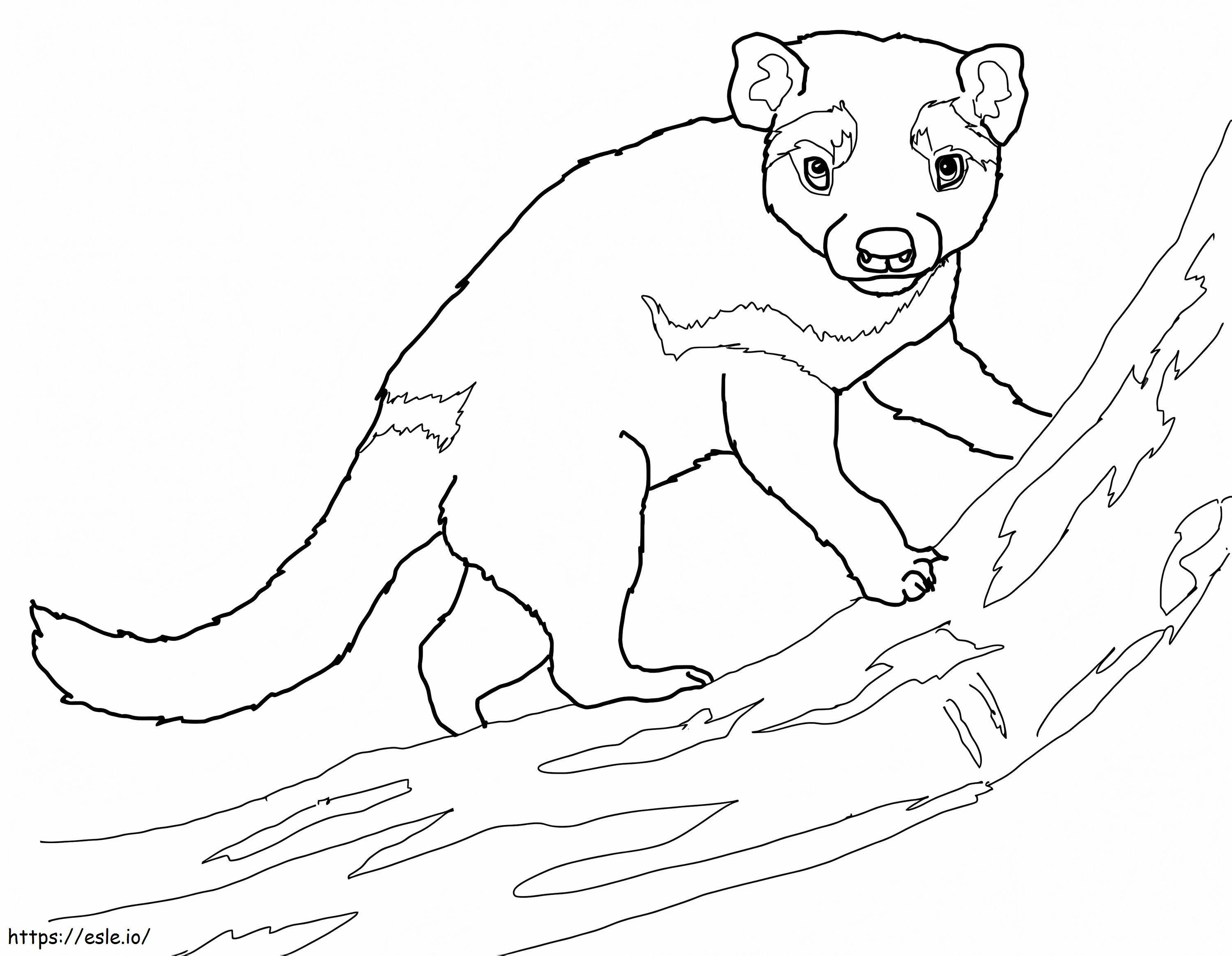 Diavolul tasmanian pe ramură de colorat