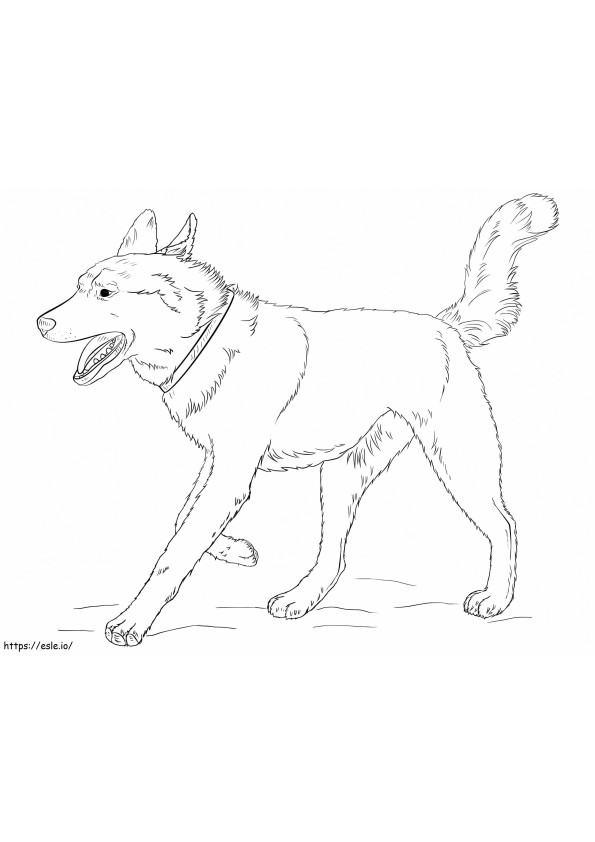 Menjalankan Siberian Husky