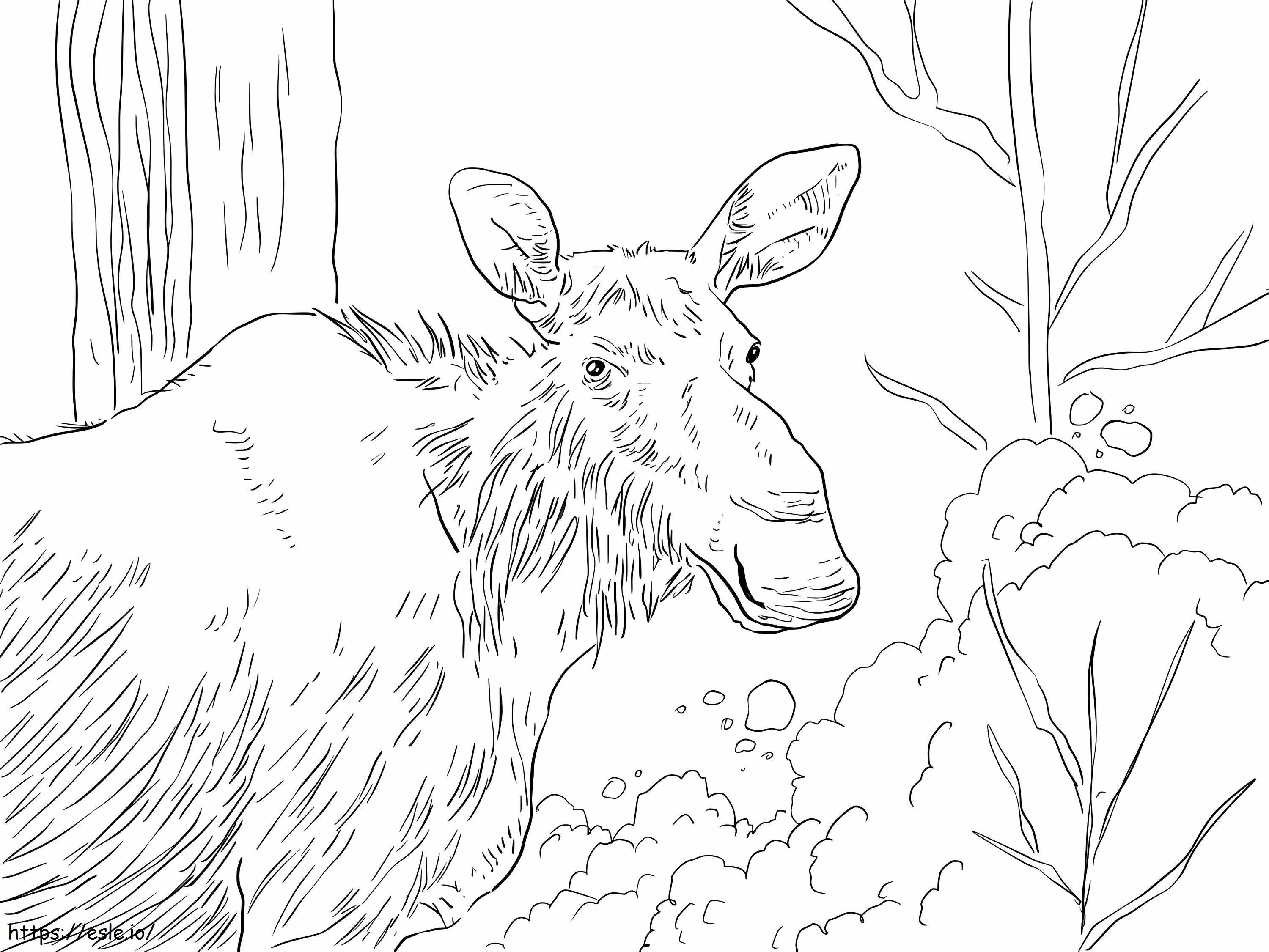 Eastern Moose coloring page