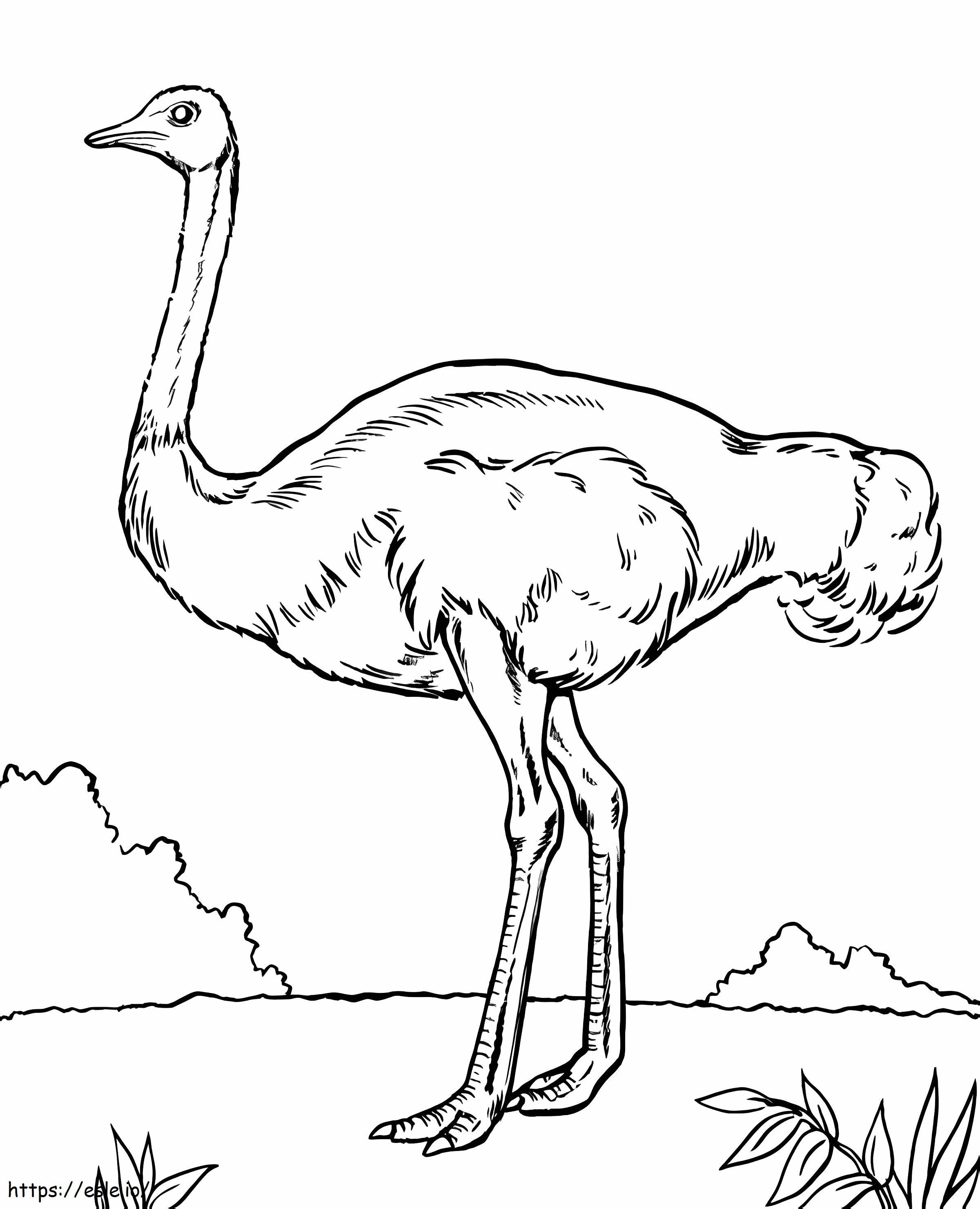 Wild Ostrich coloring page