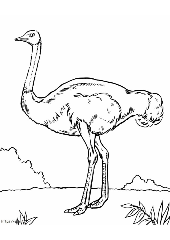 Wild Ostrich coloring page