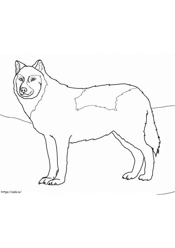 Coloriage Loup blanc arctique à imprimer dessin