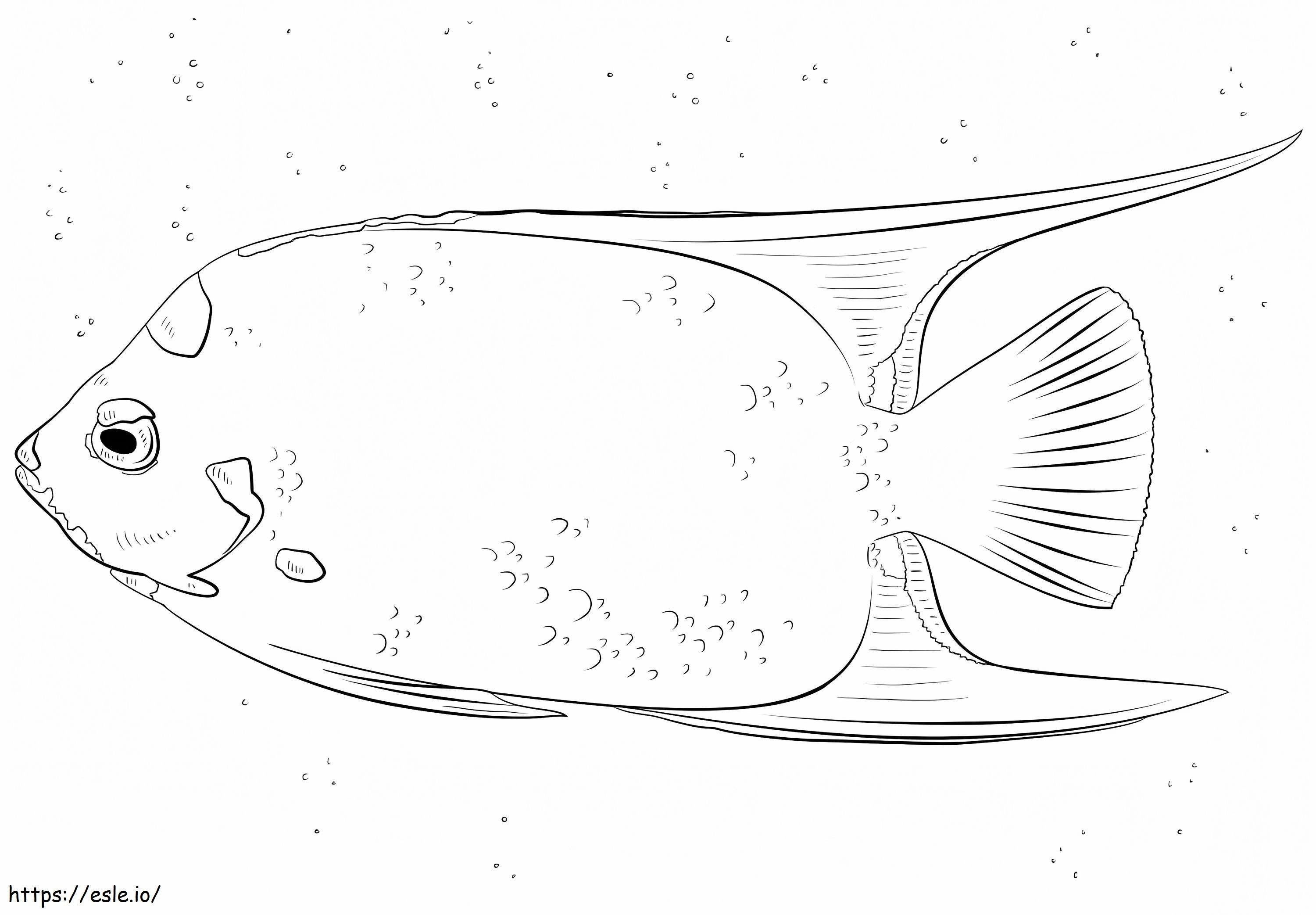 Ratu Angelfish Gambar Mewarnai