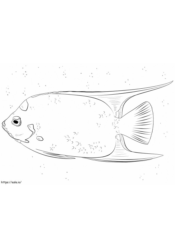 Queen Angelfish coloring page