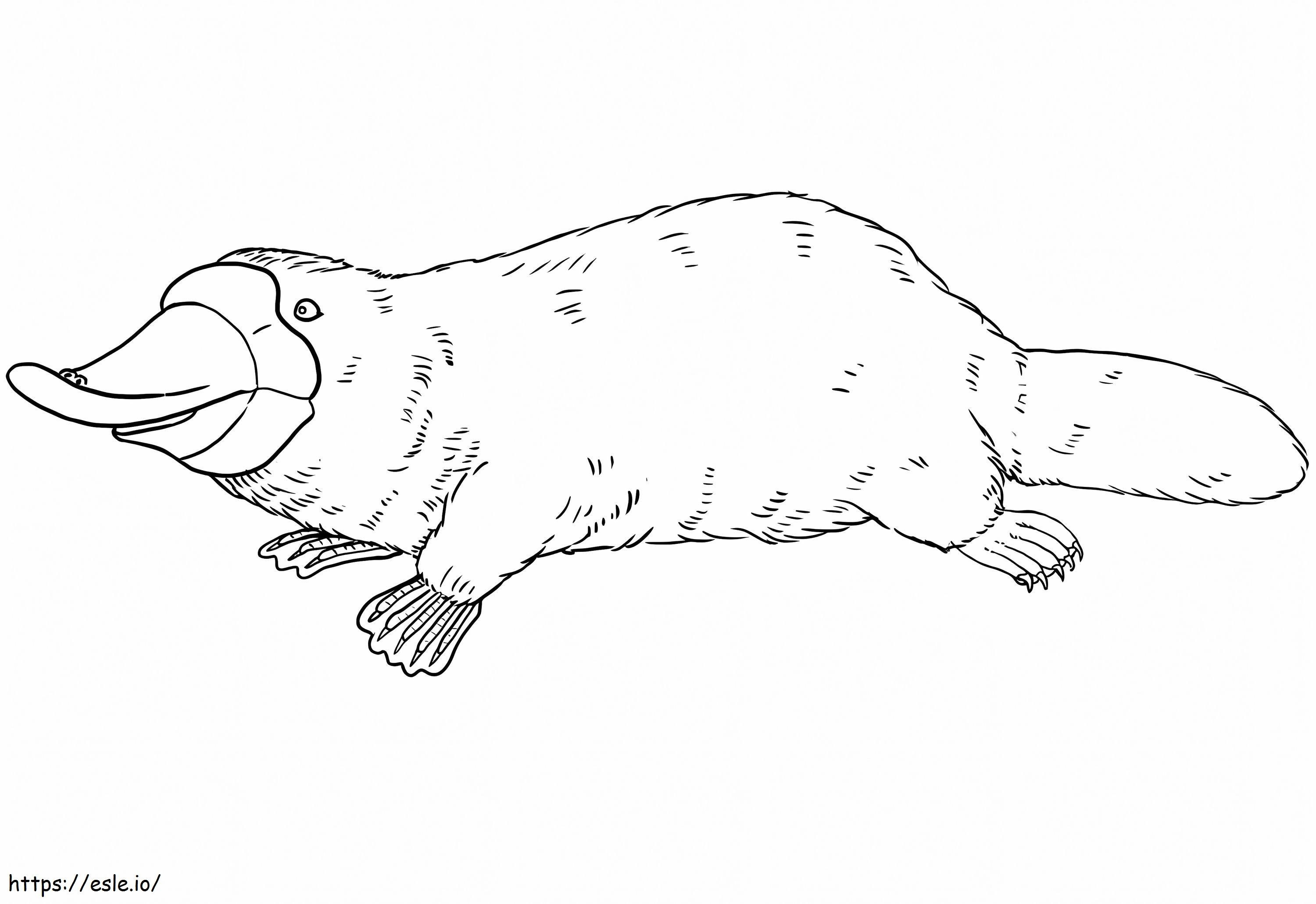 Duck Billed Platypus coloring page