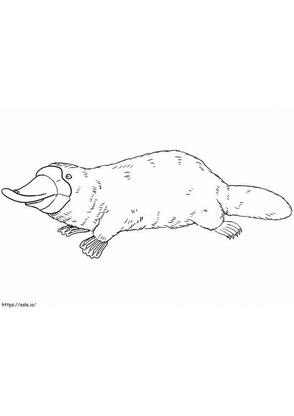 Duck Billed Platypus coloring page