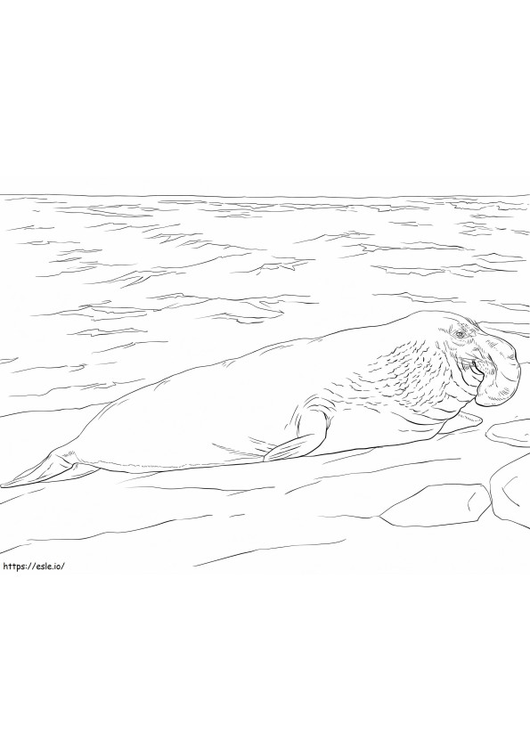 Coloriage Éléphant de mer à imprimer dessin