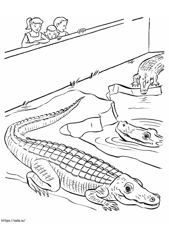 Three Crocodiles In The Zoo