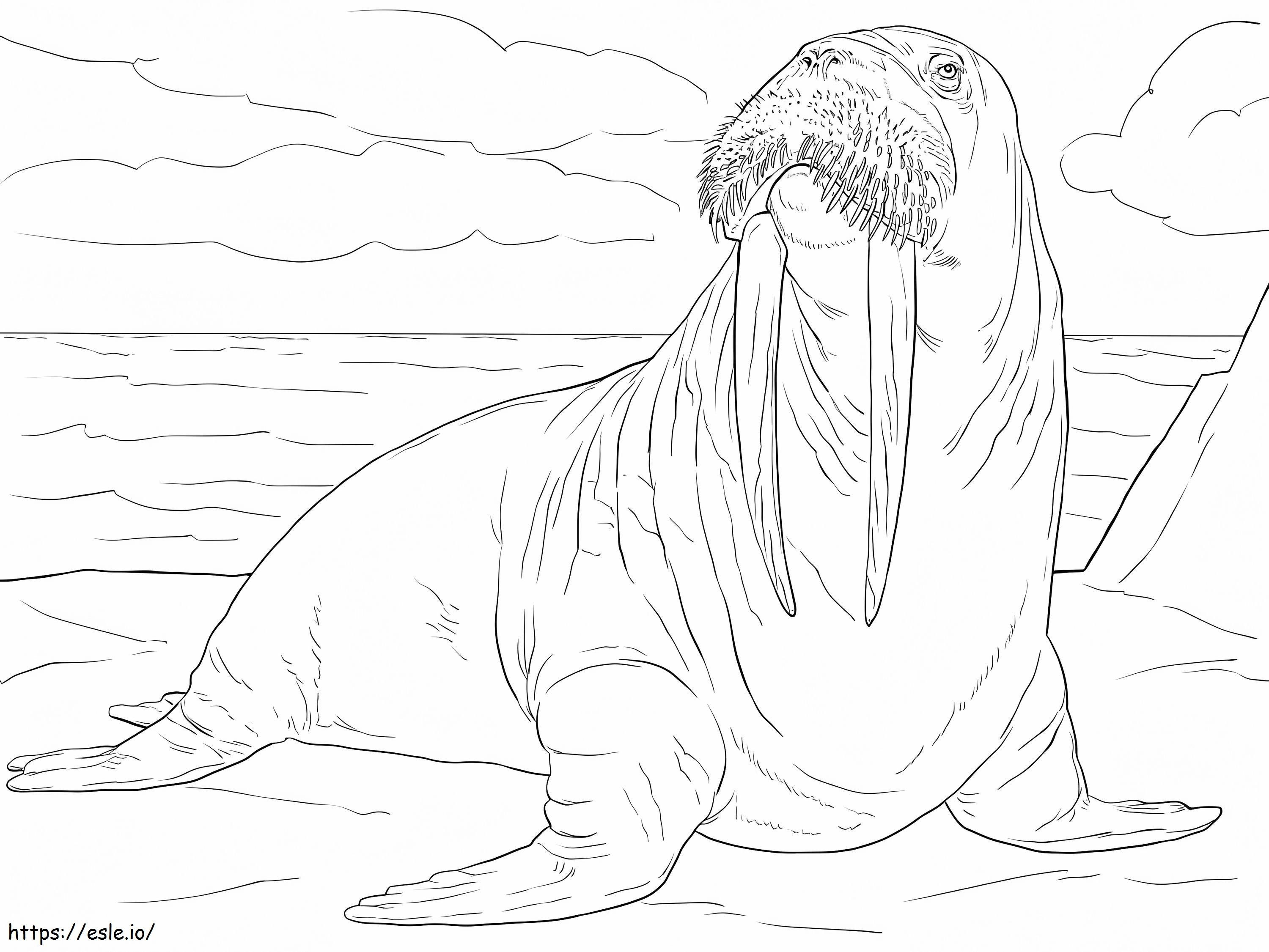 Adult Walrus coloring page
