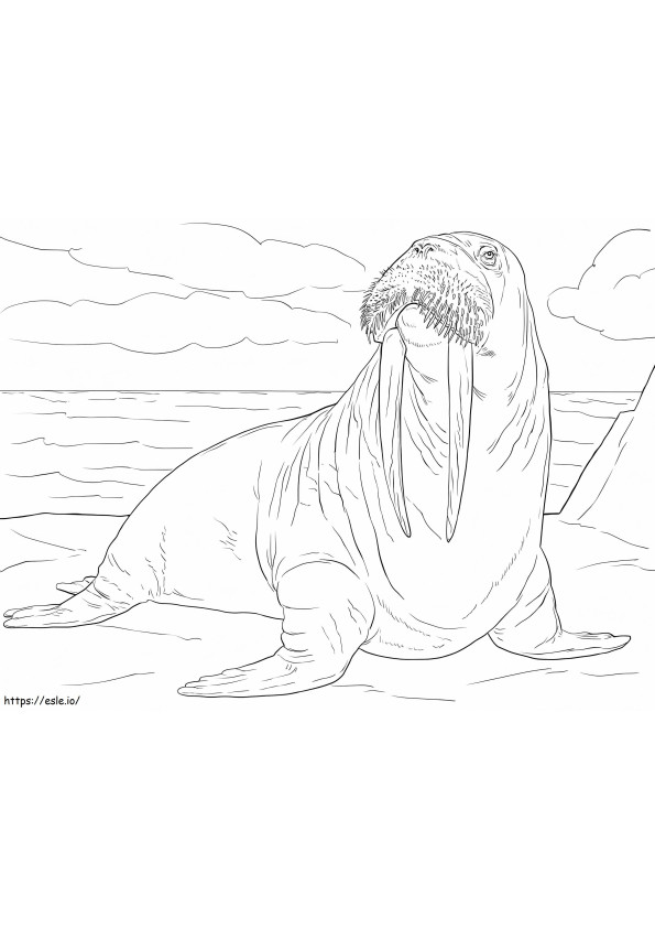 Erwachsenes Walross ausmalbilder